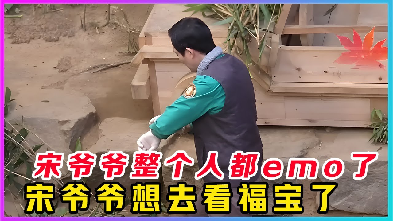 251124001宋爷爷终究是emo了，自从知道姜爷爷要去看福宝而没有带上他，宋爷爷整个人都心情不好了，是多么想和姜爷爷一起去看看他思念已久的黄月光福宝。这两天宋爷爷如同宋可云附体一副魂不守舍的样子。