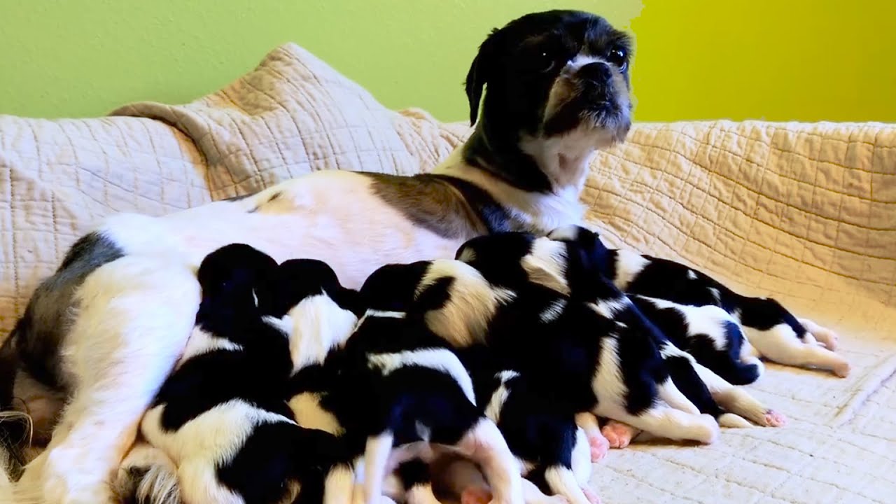 Cassie and her Pups