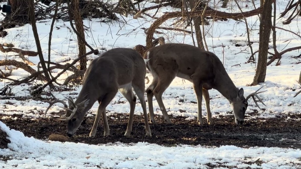 Wild Turkeys, Whitetail Bucks And Doe Swing By On Day 7 Of The Snow! 1/30/26