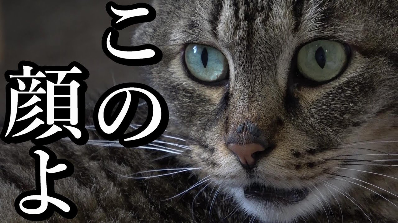 【茶トラは甘えん坊】「譲渡型保護猫カフェ Cat Club Cherish」に行ってみた（大阪／高槻）＜Cat cafe / Japan＞［猫カフェ］