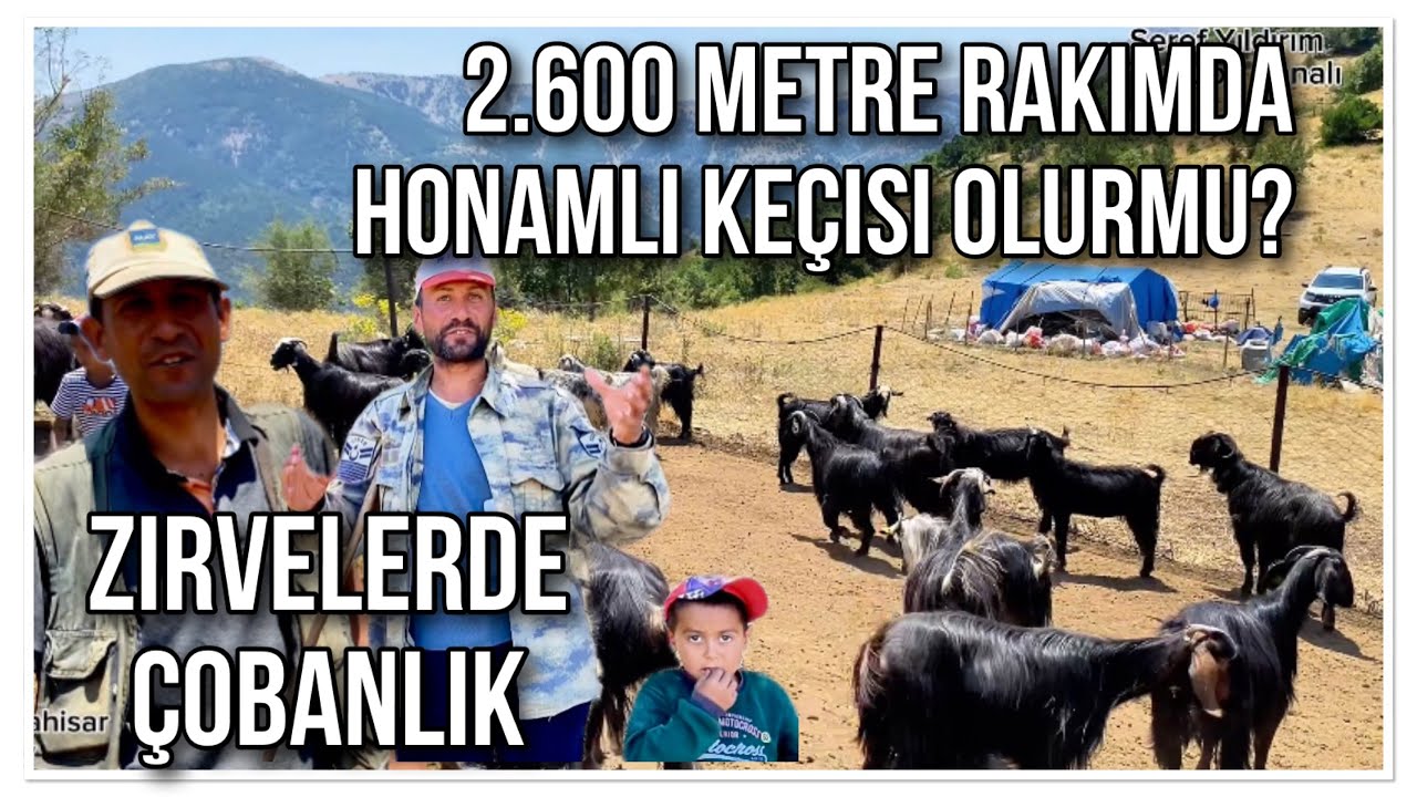 2.600 RAKIMLI DAĞLARDA HONAMLI KEÇİSİ ÇOBANLARI