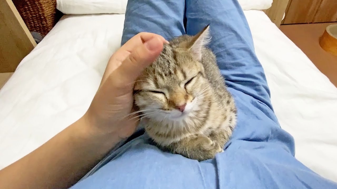 生後３ヶ月の子猫と成猫の甘え方の違いがこちら！