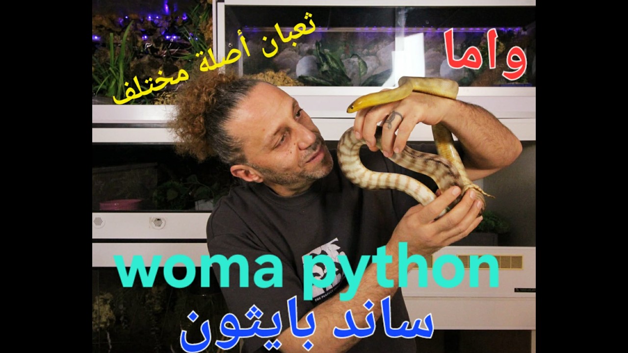 سر  إختلاف الثعبان ده عن باقى  ثعابين الأصلة  🐍 ثعبان woma python  بايثون  مختلف  جدا 🔥 