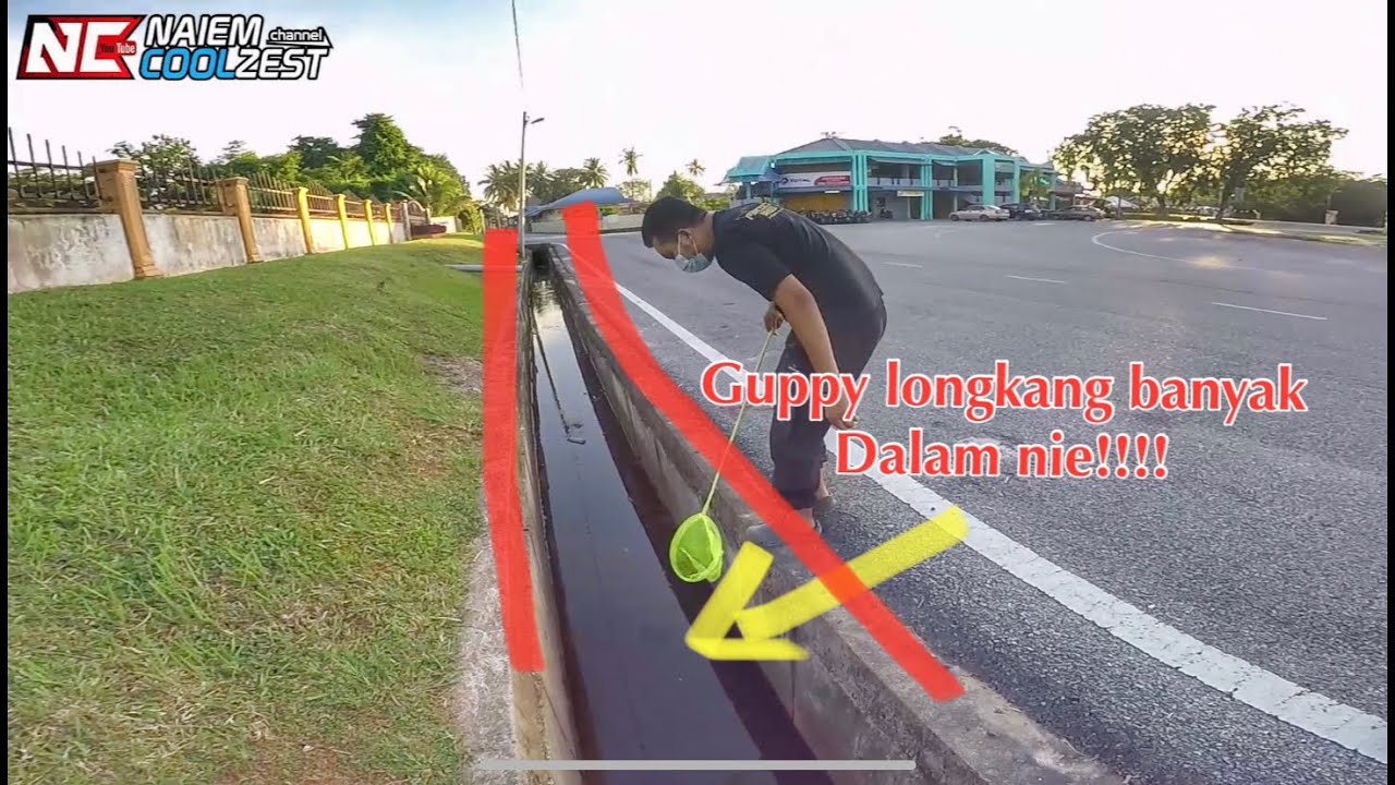 Operasi Sauk Ikan Guppy Longkang Nak Buat Apa? Mai tengok!