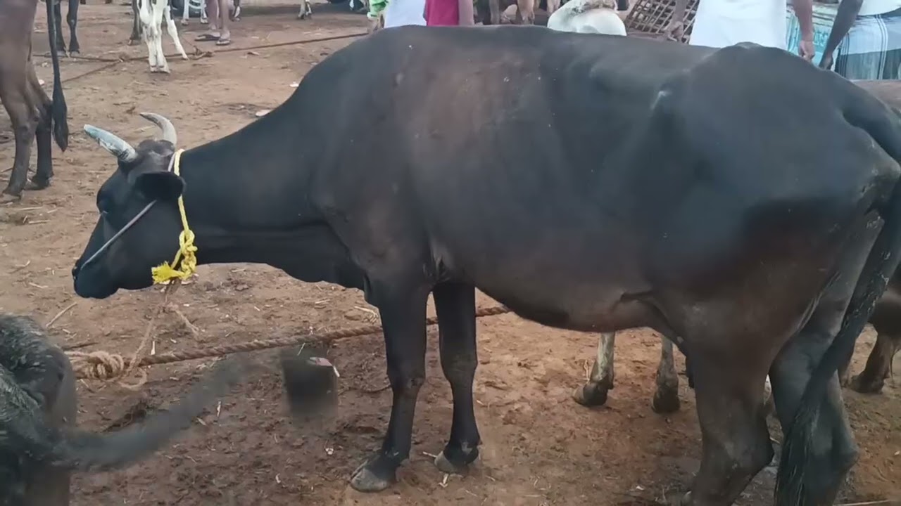 7/2/2026  வள்ளியூர் மாட்டு சந்தை திருநெல்வேலி.vallioor cow market. Tirunelveli. 