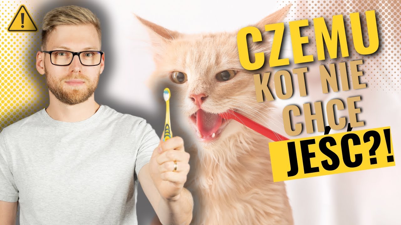 Kamień nazębny u kota - Jak temu zapobiec ?
