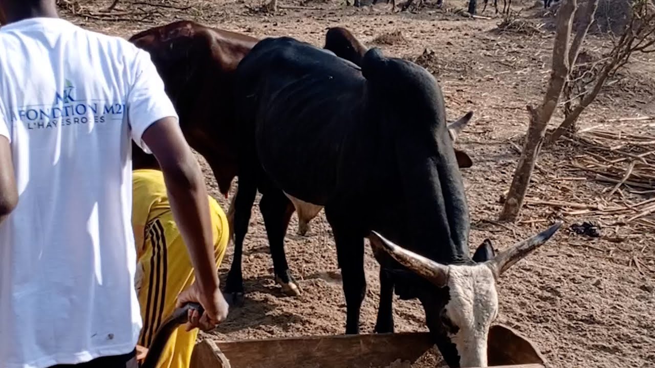 Comment Nourrir le B&eacute;tail ? Explication avec Mohammadou Bassrani