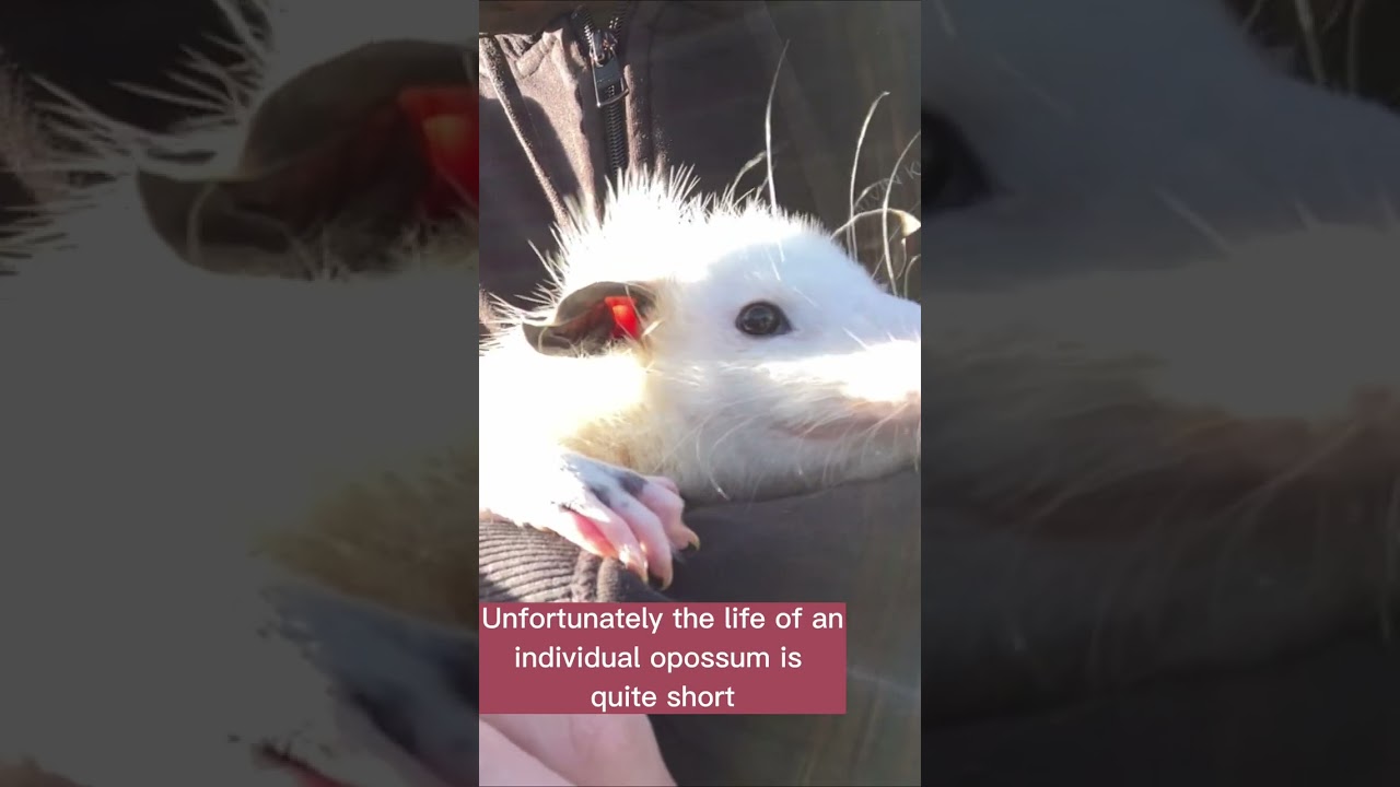 Fun Facts About Opossums (Part 1)