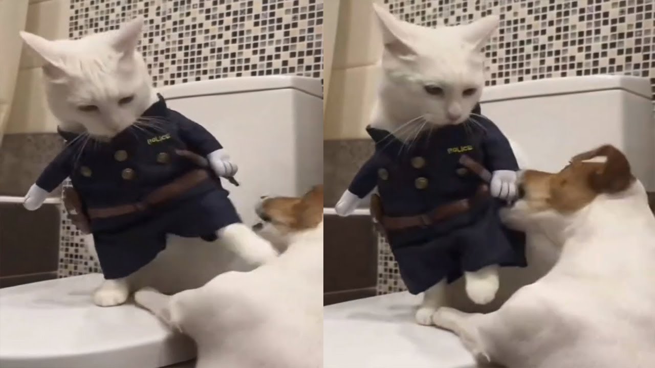 Beneran ga bohong LUCU BANGET! ga mau ada saingan kucing sampai Marah besar/kompilasi kucing Terlucu