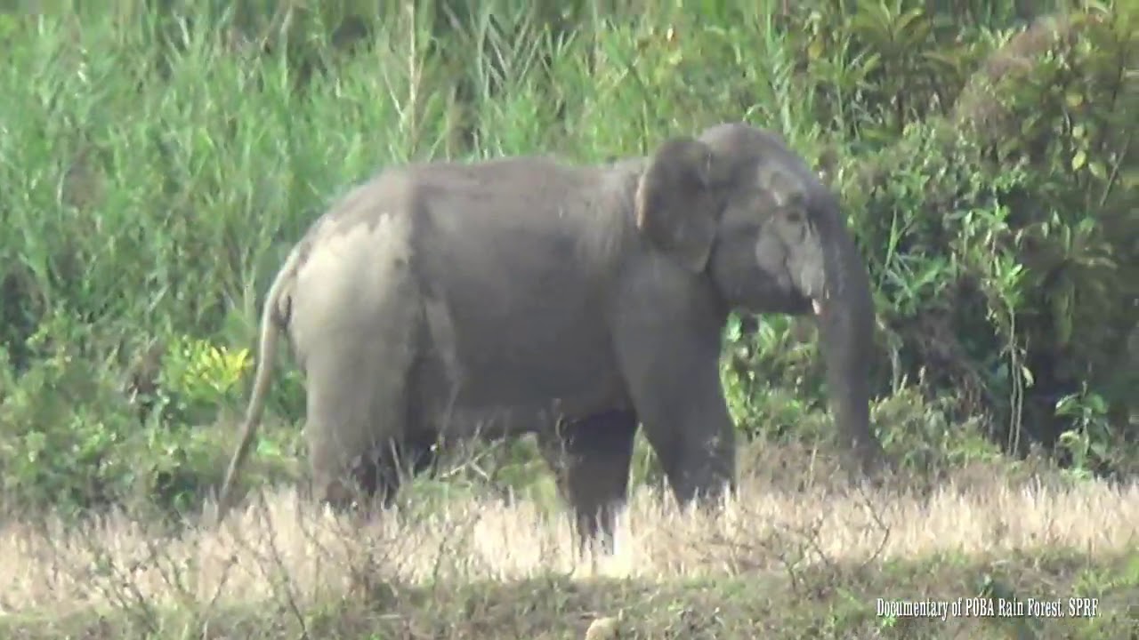 Documentary of POBA Reserve Forest || 27-07-2020