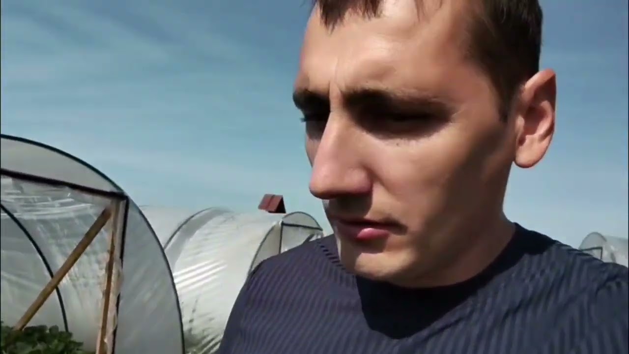 Сорт клубники Априка, выращивание в Адыгее под плёночными укрытиями.