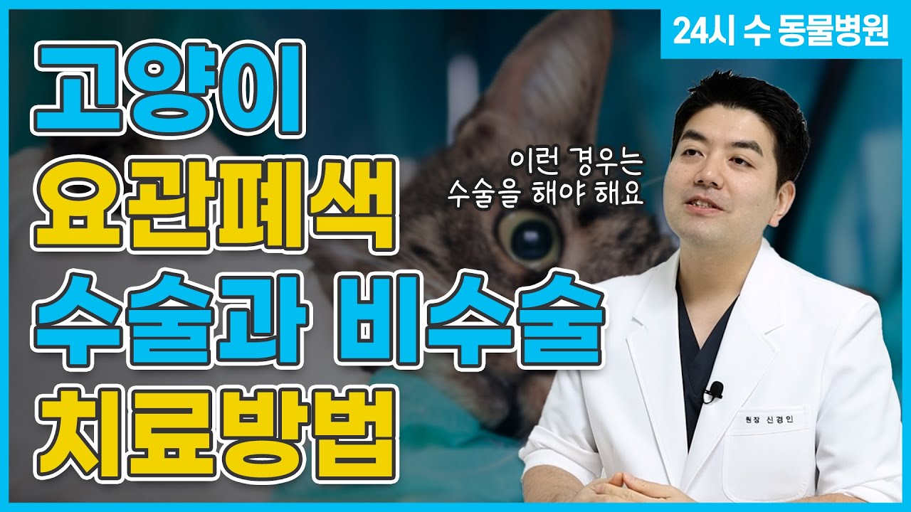 고양이 요관폐색 수술과 비수술 치료