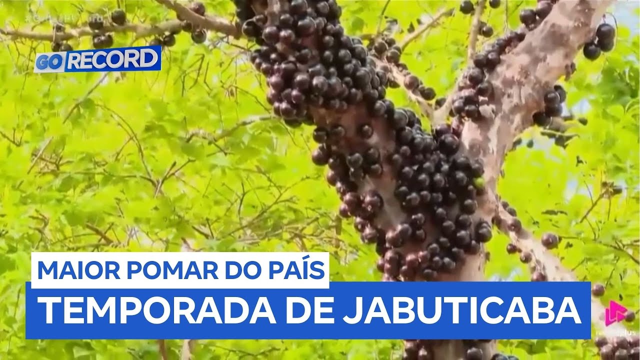 Começa a temporada de jabuticaba em fazenda de Hidrolândia (GO)