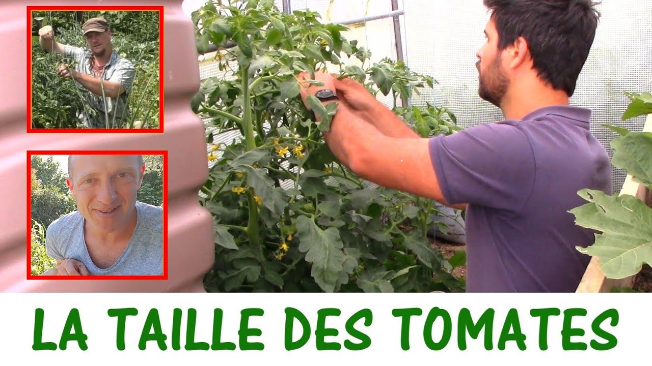 LA TAILLE DES TOMATES / Avec Damien et Olivier