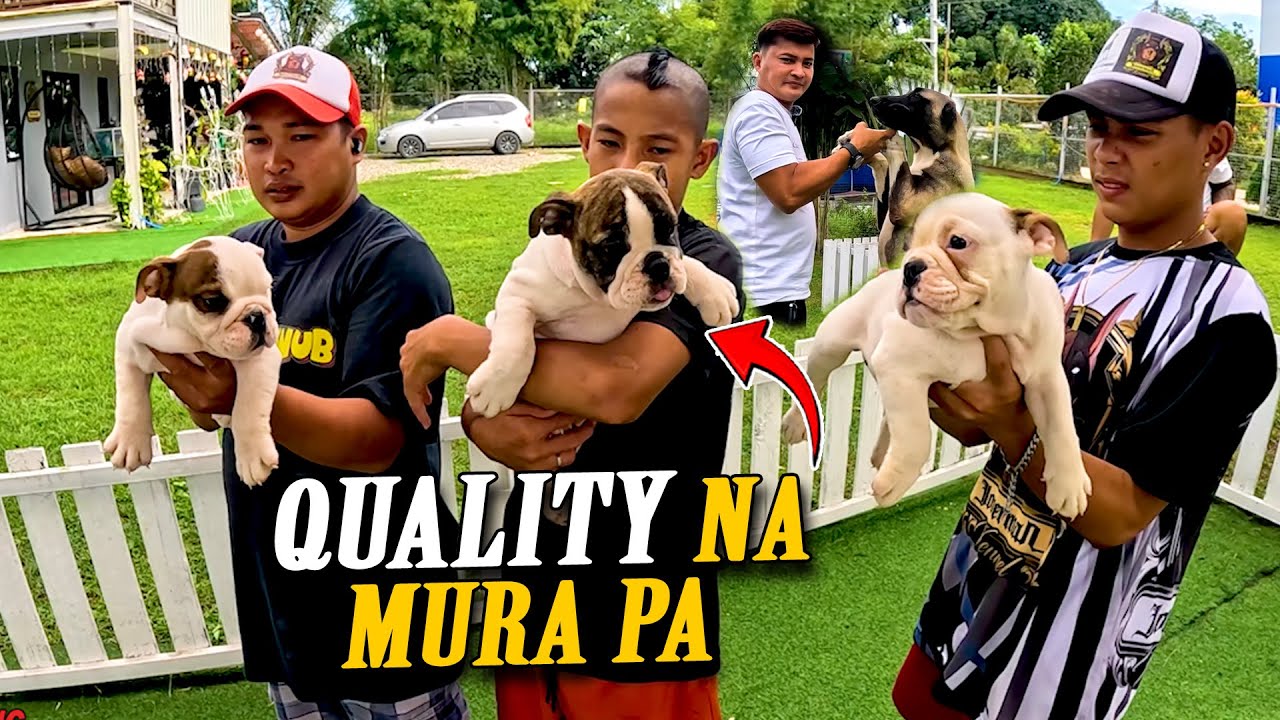 MALALAKAS NA ASO NASA KENNEL NA NIYA / KANGAL, CANE CORSO, ALABAI at IBA PA