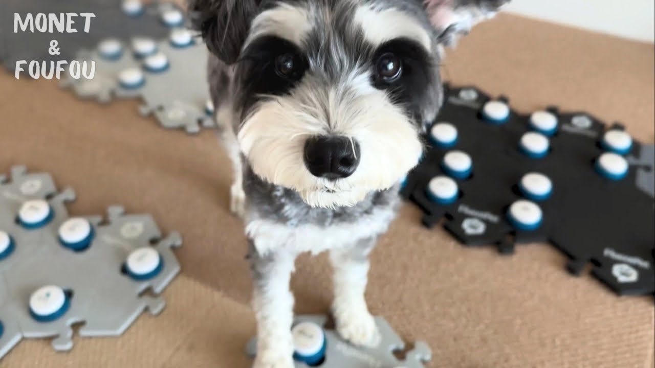  【予想外すぎ】犬が朝晩の気温について語ってきて震えた