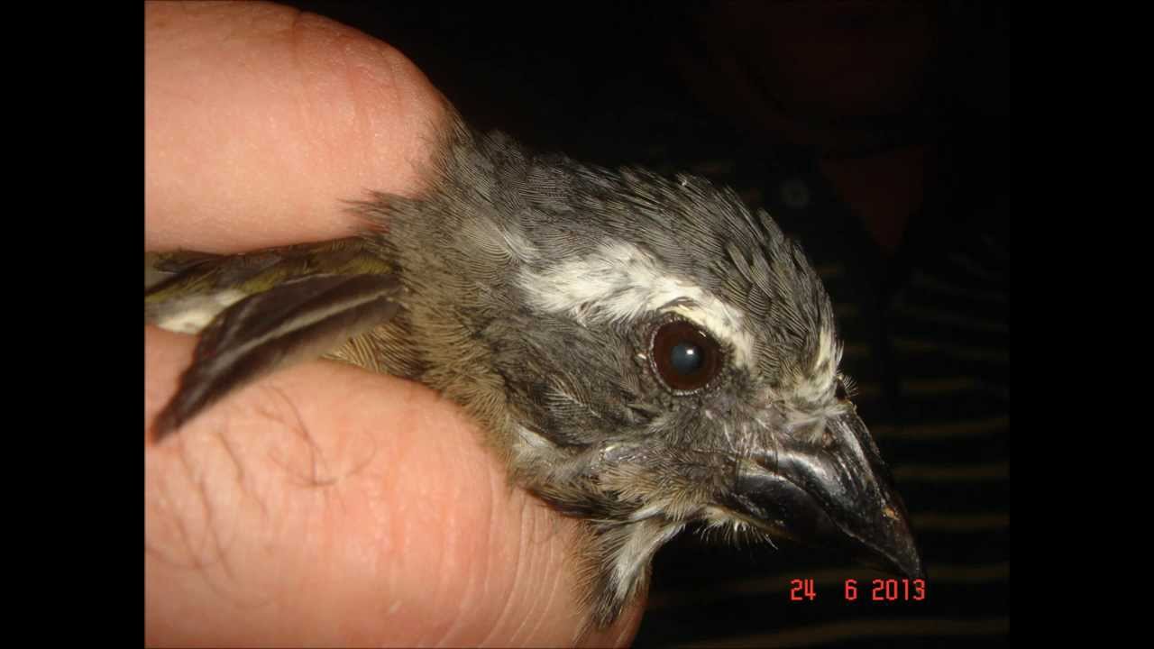 Cataract surgery in a small bird - Saltator similis -