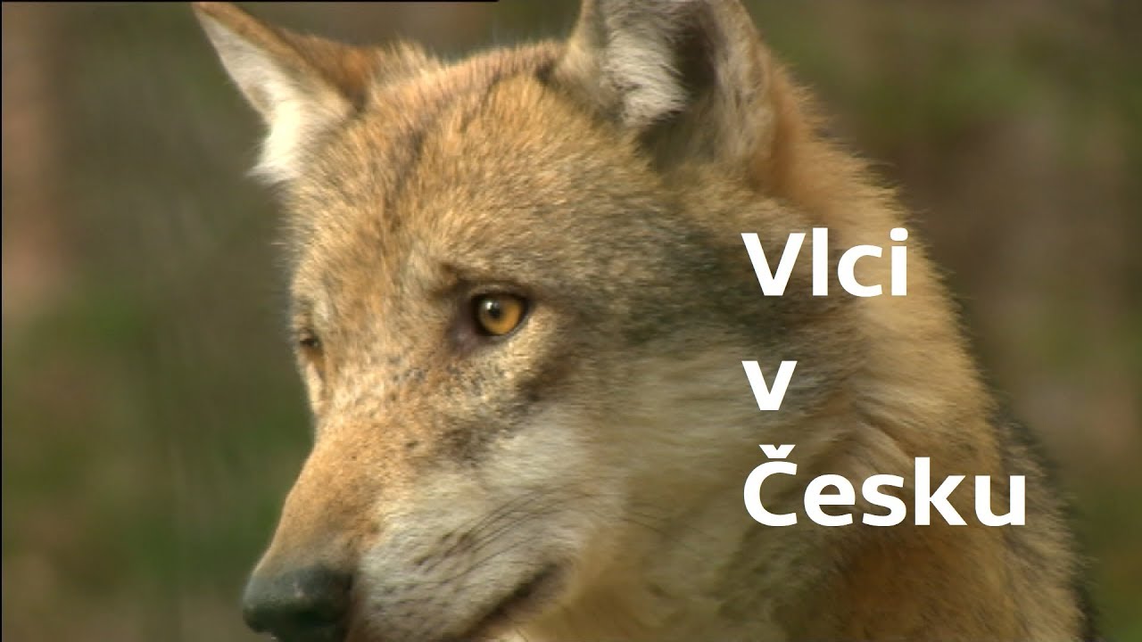 Vlci v Česku
