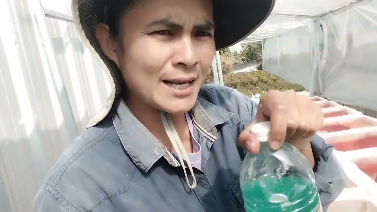วิธีผสมปุ๋ยปลูกผักสลัด