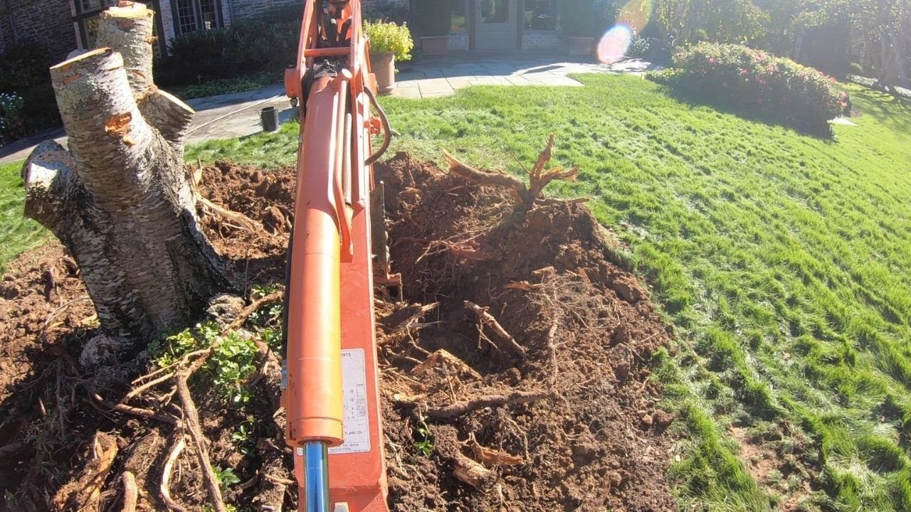 Big Cherry Stump Removal - U17 Kubota