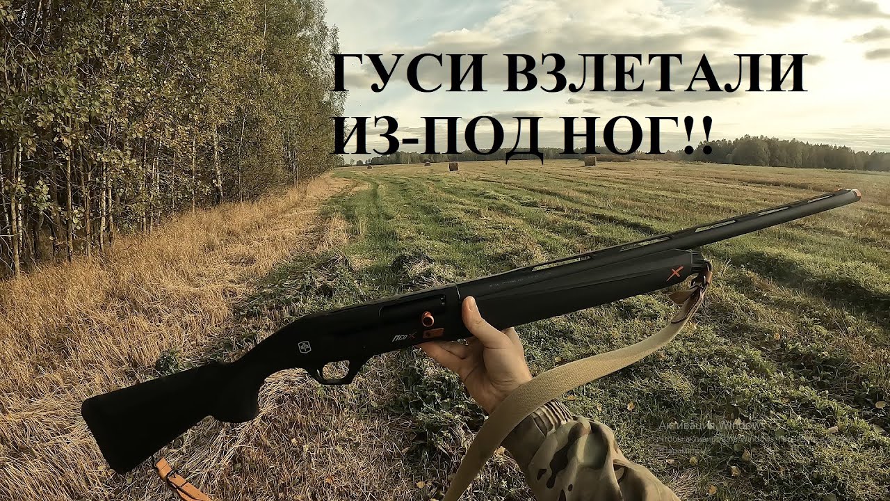 ХОТЕЛ ПООХОТИТЬСЯ НА КУРОПАТКУ С УТКОЙ , А ТУТ ОНИ!ОХОТА НА ГУСЯ С ПОДХОДА В СЕНТЯБРЕ!