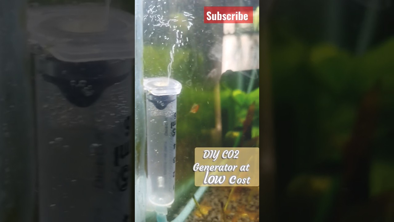 DIY CO2 generator and diffuser | planted aquarium | aquascape#diy #aquascape #plantedaquarium