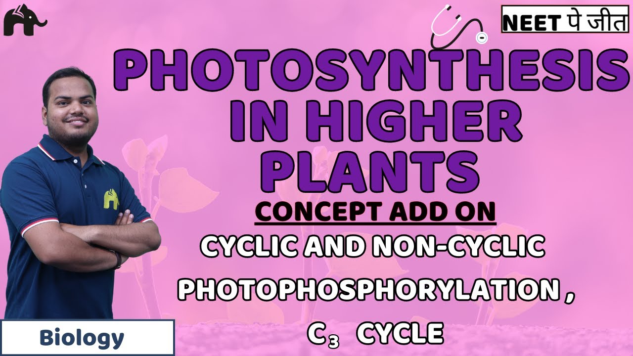 Photosynthesis in Higher Plants Class 11 NEET - Photophosphorylation, Calvin Cycle | Biology