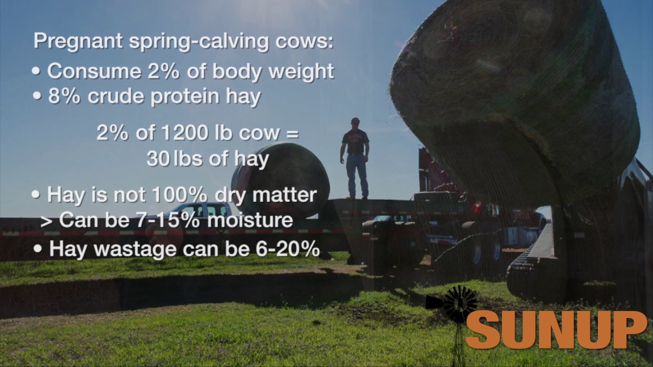 Cow-Calf Corner: Calculating How Much Hay is Needed for Winter (11/12/16)