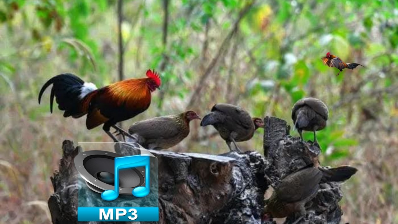 Tiếng gà mái rặc cục tác cực hay mới nhất @ThuVuiVaDamMe98