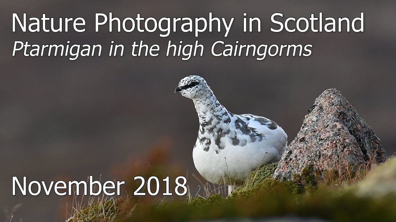 Ptarmigan in the High Cairngorms | Nature Photography in Scotland | Nikon D500