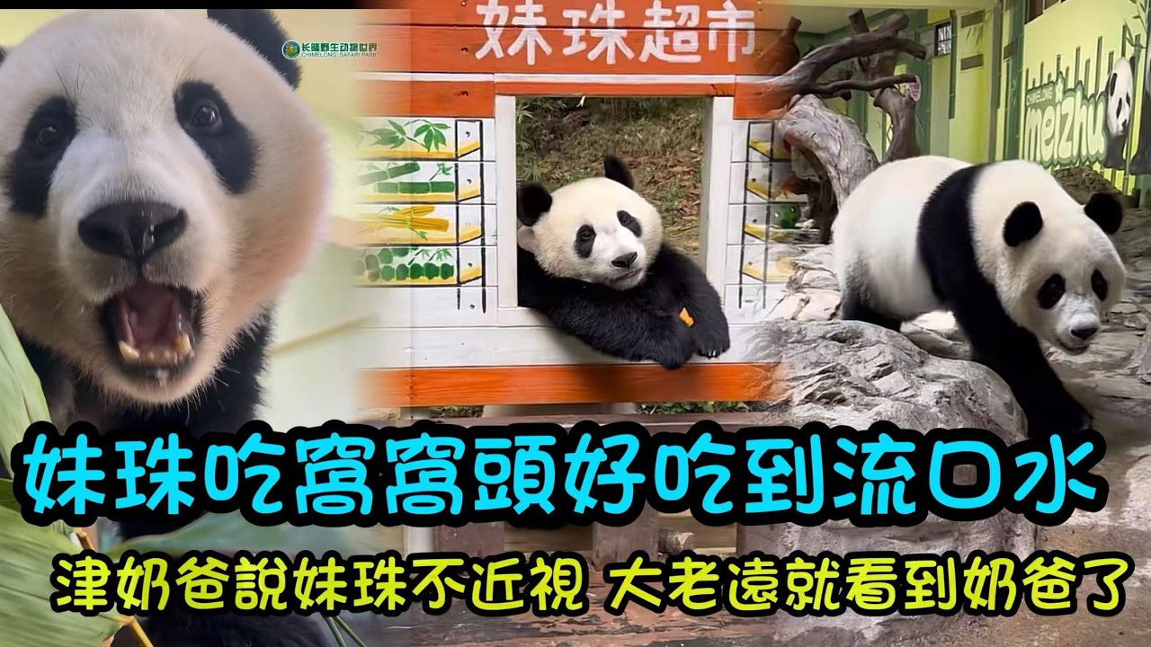 3月11日 妹珠一早出來經營小賣部，津奶爸說妹珠不是近視眼，大老遠看到奶爸就跟出來找奶爸吃早餐喇#panda  #cutepanda #熊貓妹珠 #熊貓妹豬