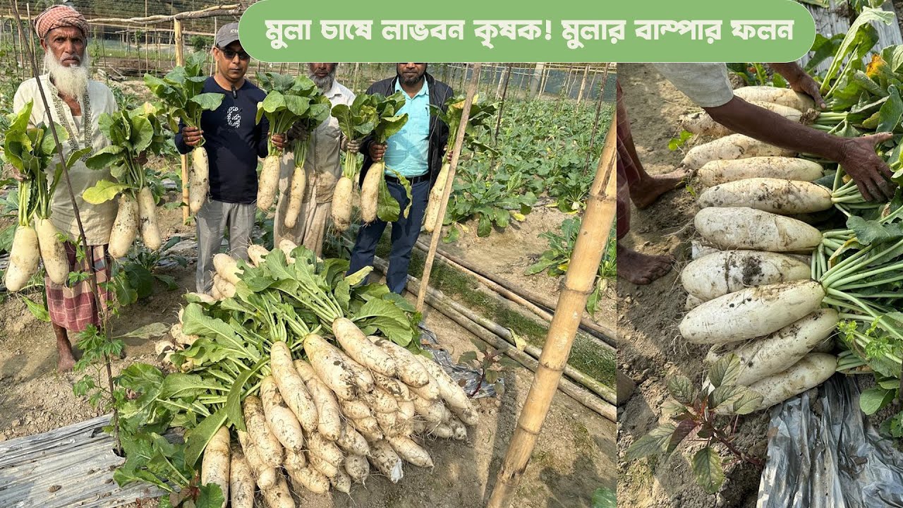 মুলা চাষে লাভবান কৃষক! মুলার বাম্পার ফলন #MdJahangirAlamSelim