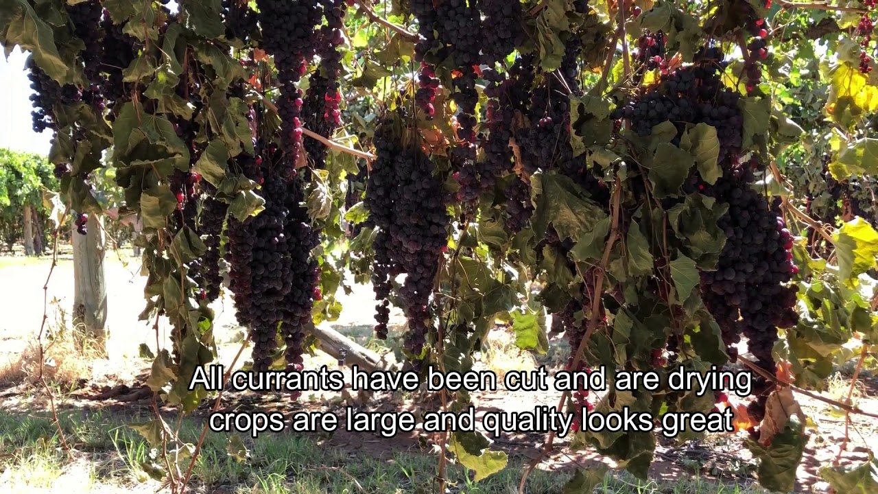 2018 Crop Report #4