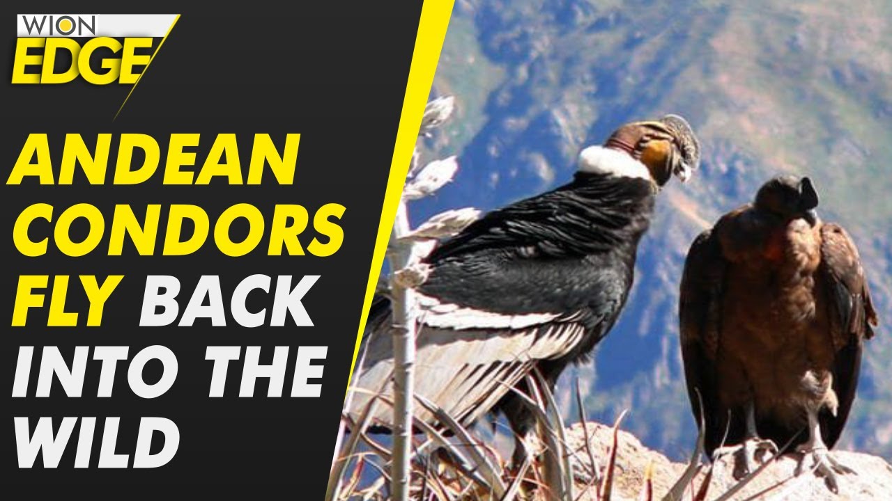 Trio of Andean condors released back into the wild after years-long rehabilitation | WION Edge