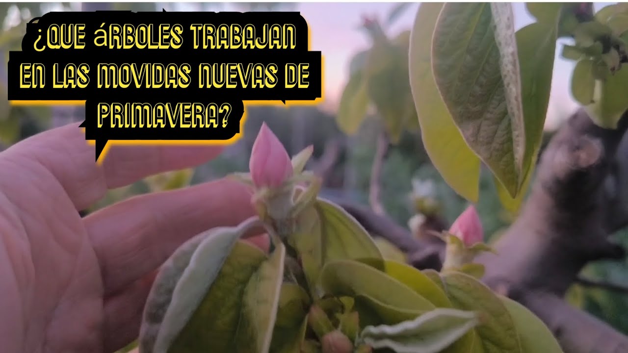 ¿Que árboles trabajan en las movidas nuevas de Primavera?
