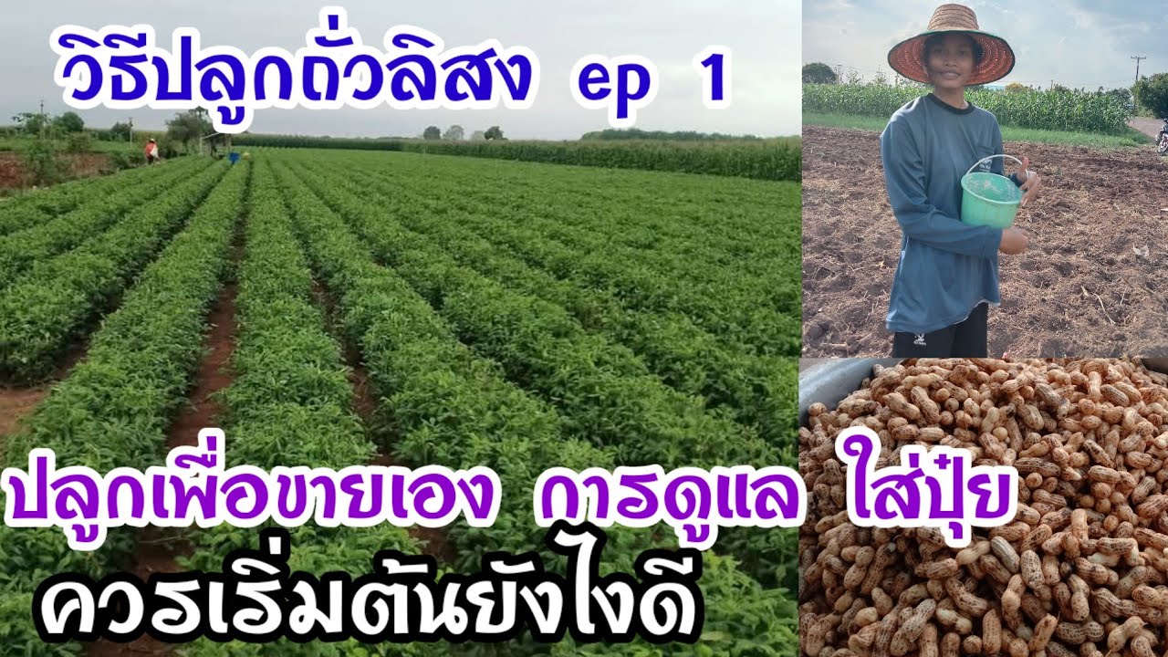วิธีปลูกถั่วลิสง ep 1 ปลูกยังไงให้ได้ผลผลิต รองก้นหลุมด้วยปุ๋ยสูตรอะไร
