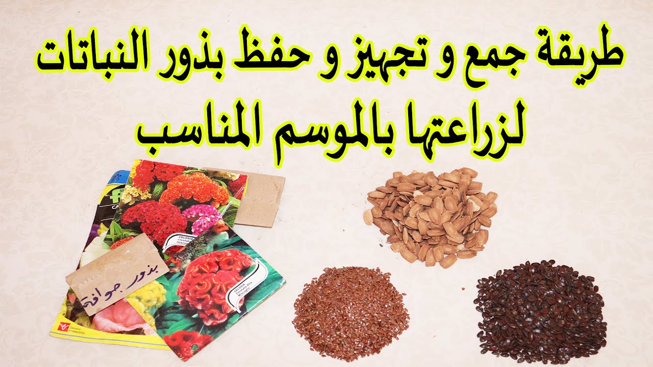 طريقة استخراج بذور النباتات و تخزينها لفترة طويلة