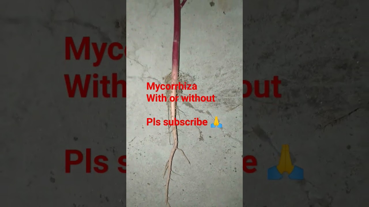 Mycorrhizae devlopment in roots with same size plant #gardening #terracegardening #kitchengarden