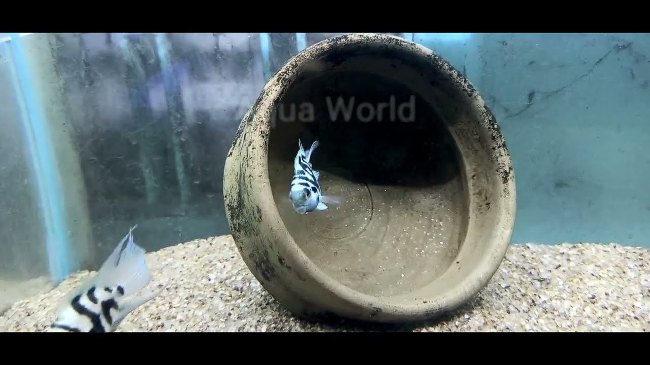 How to breed polar parrot fish and care ! PARROT FISH 100% BREEDING SUCCESSFUL// Fish Breeding