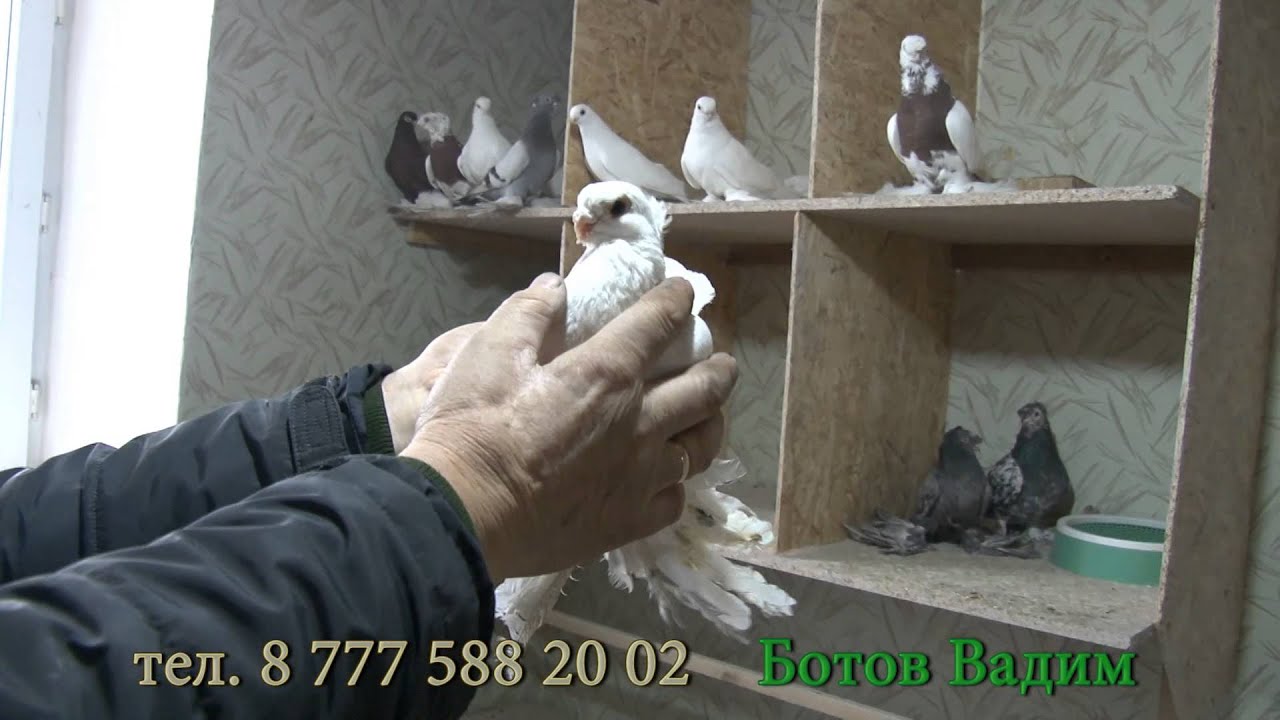 голуби караганда ботов вадим