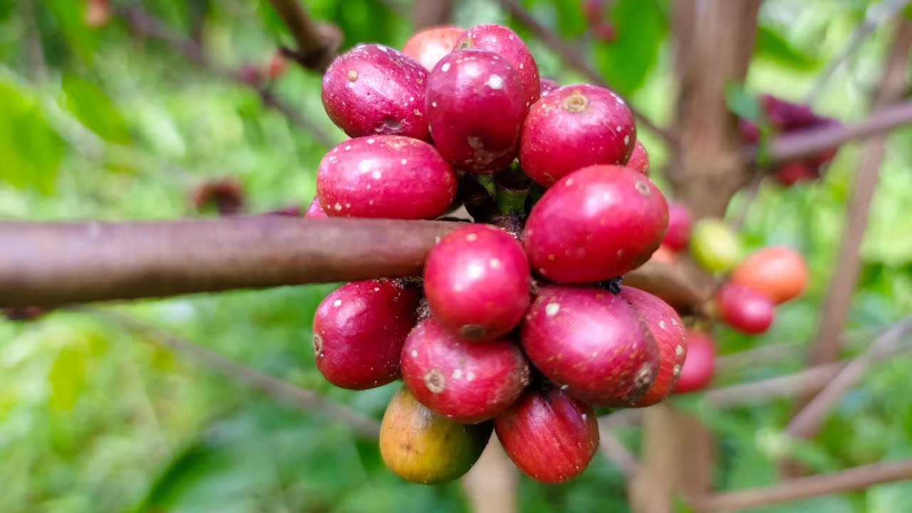 Reaping Big from Coffee farming in Northern Uganda