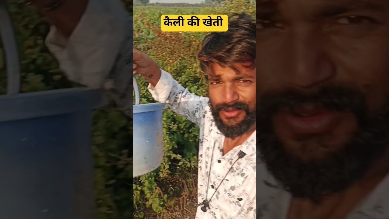 केली की सुंदर खेती 🥰🌄 #short #shorts #shortsfeed #LokeshHRVlog
