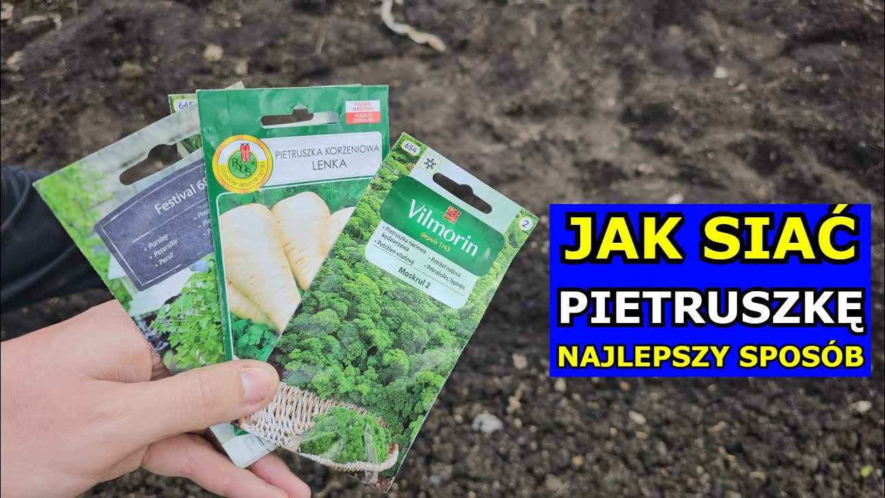 Jak siać Pietruszkę - Najlepszy Spos&oacute;b. Siewy Pietruszki Korzeniowej i Naciowej Krok po Kroku Uprawa