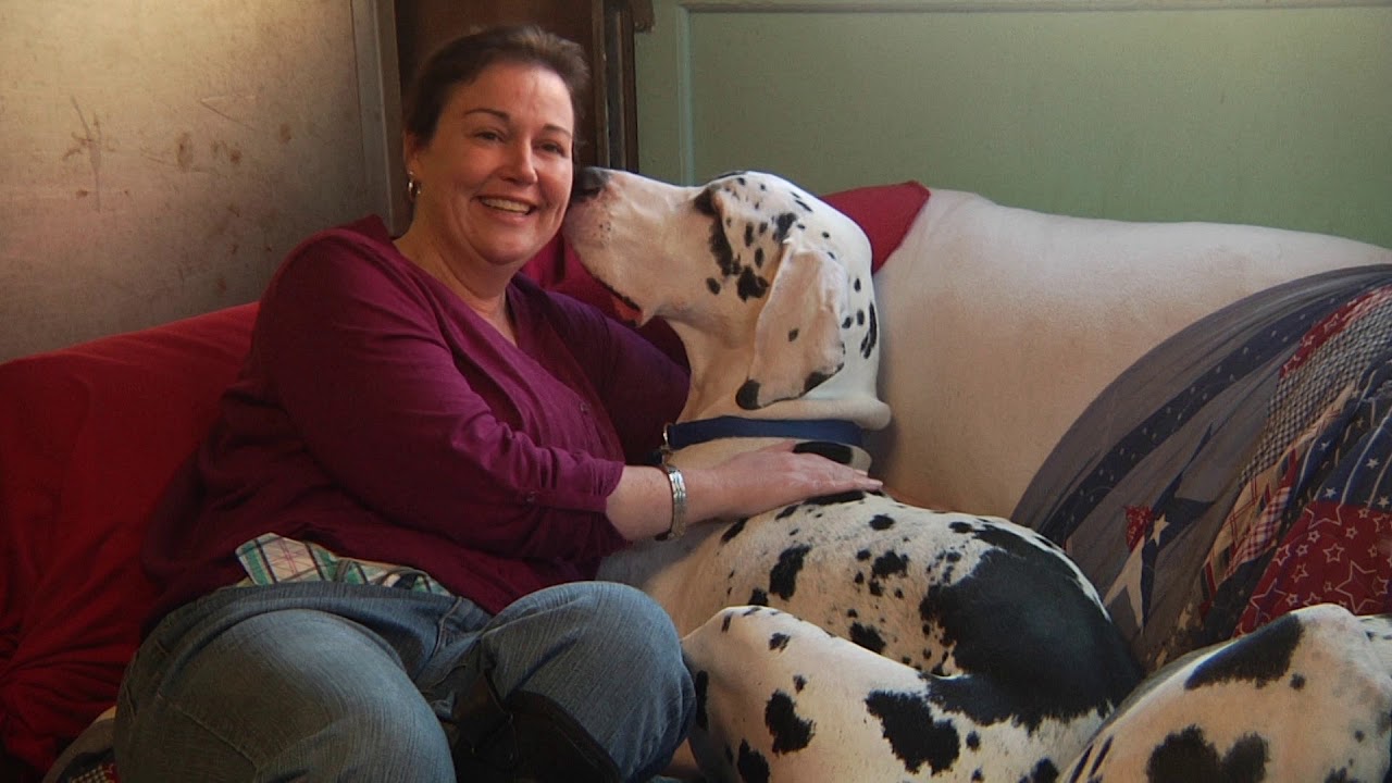 Great Danes: Unconventional Service Dogs