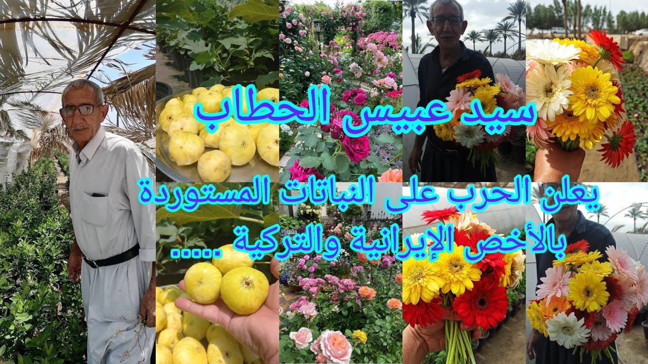 سيد عبيس الحطاب العراق 🇮🇶 بابل  يعلن الحرب النباتات المستوردة و يعمل بيده رغم كبر سنه