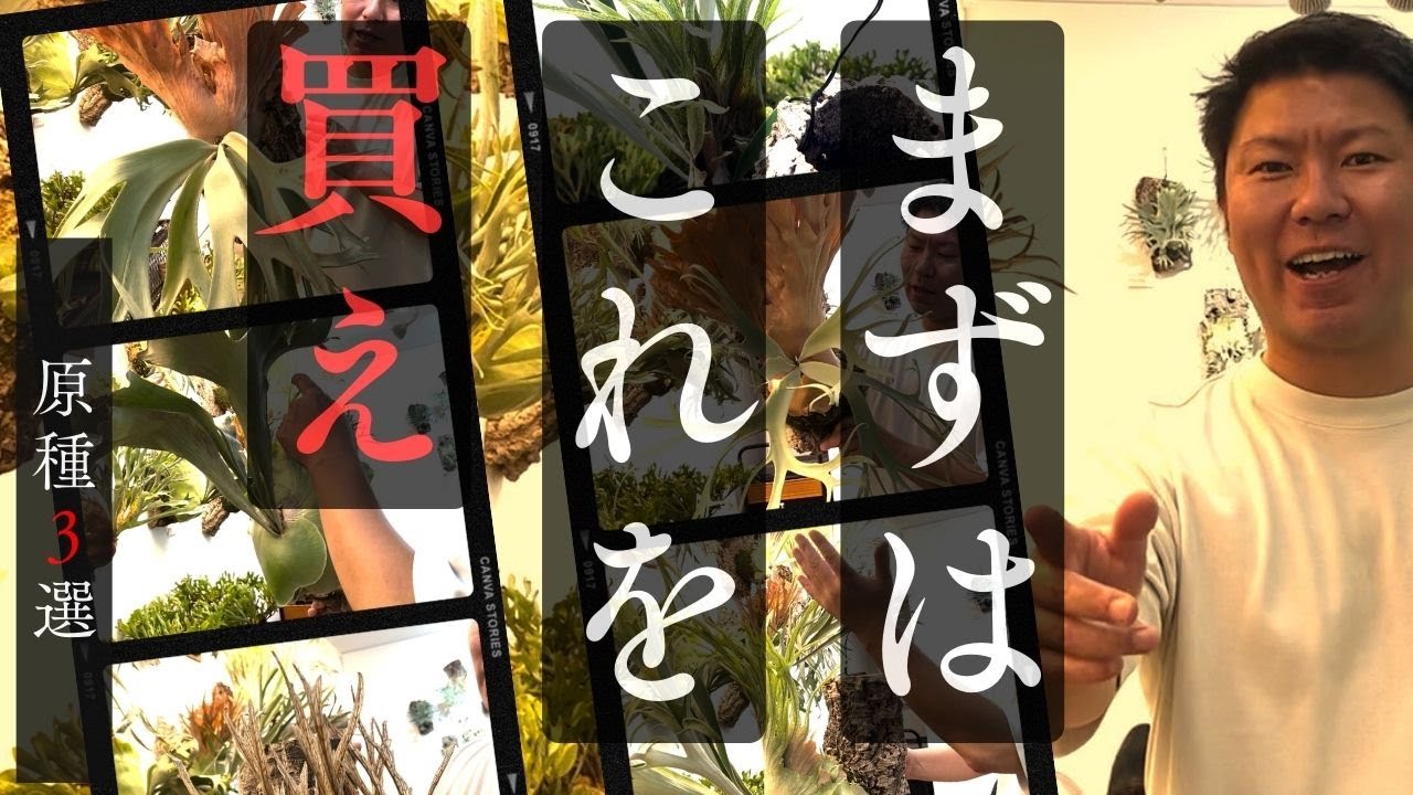 【ビカクシダ】おすすめの原種3選　原種の特徴からおすすめの品種も紹介します！