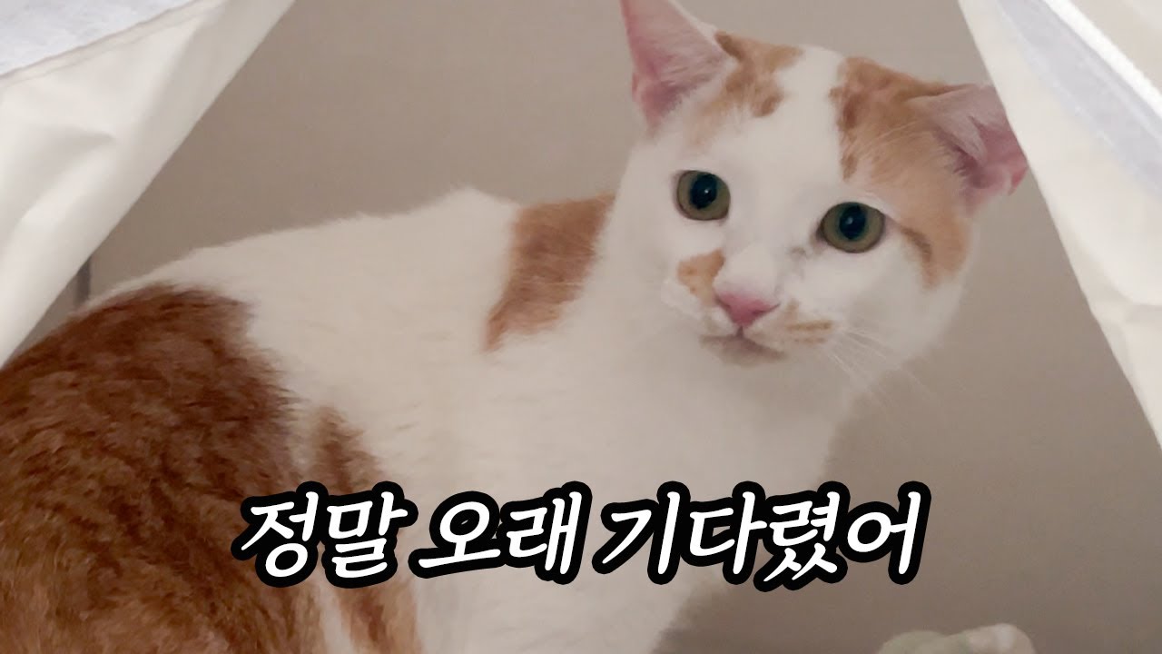 이제 버리겠다고 협박하지 않아, 먼길 돌고 돌아 진짜 집으로 갔어요