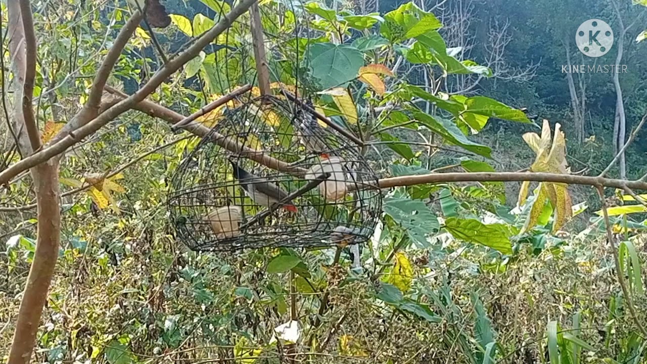 Bẫy đấu chào mào hàng khủng  gấu chó