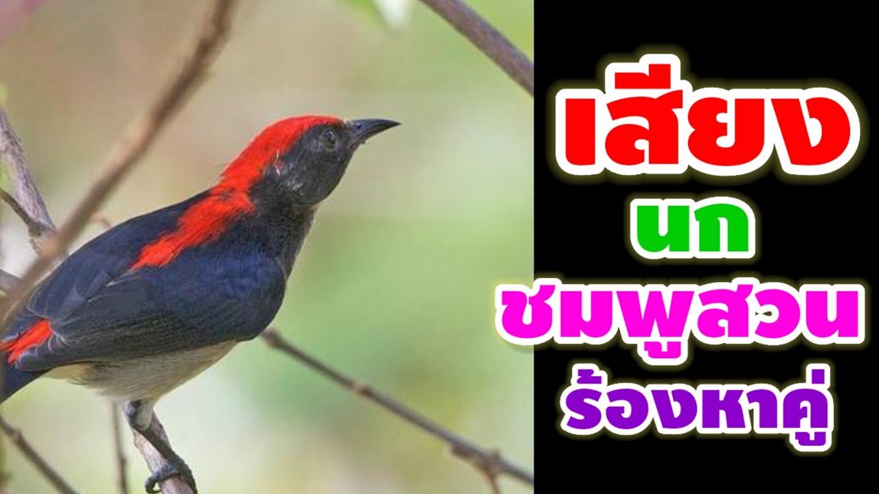 เสียงนกชมพูสวนร้องเพลงดังหมานๆ ร้อเพลงเพราะๆ ในป่าเล็กๆ ใกล้หมู่บ้าน นกชมพูสวนร้องคึกๆ ร้องหาคู่
