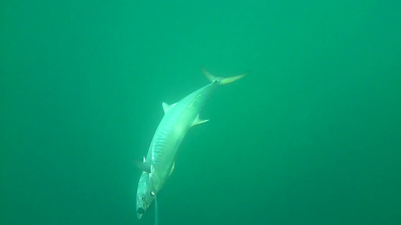 King Mackerel - Underwater Camera Trolling Spoons